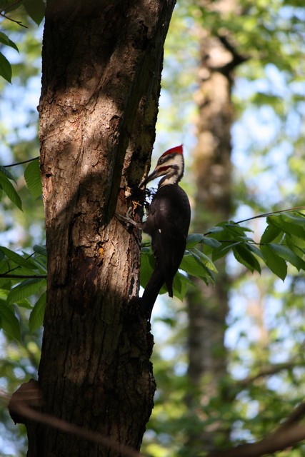 Name:  Woodpecker 5-14-10 02.jpg
Views: 776
Size:  95.1 KB