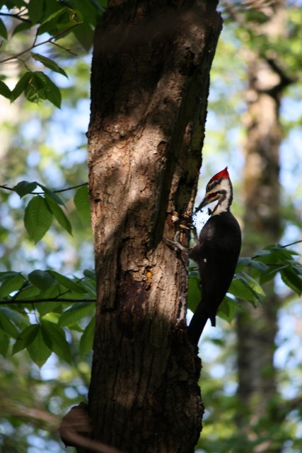 Name:  Woodpecker 5-14-10 06.jpg
Views: 756
Size:  89.6 KB