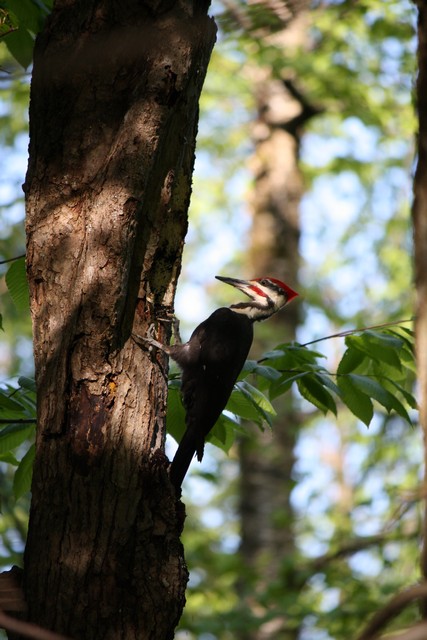 Name:  Woodpecker 5-14-10 08.jpg
Views: 783
Size:  93.8 KB