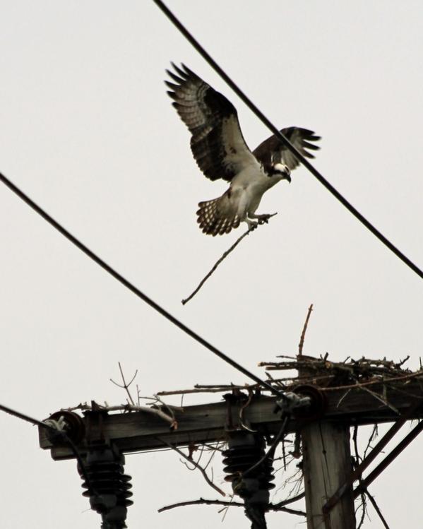 Name:  laconia_osprey_rebuilding_nest.jpg
Views: 1090
Size:  39.0 KB