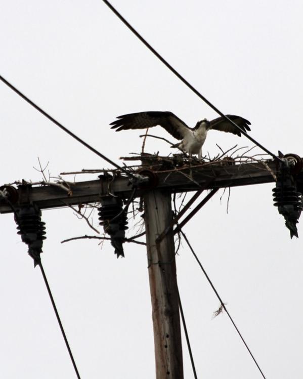 Name:  laconia_osprey_rebuilding_nest-2.jpg
Views: 1152
Size:  36.7 KB