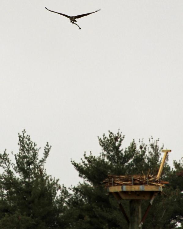 Name:  laconia_osprey_rebuilding_nest_3.jpg
Views: 1036
Size:  35.7 KB