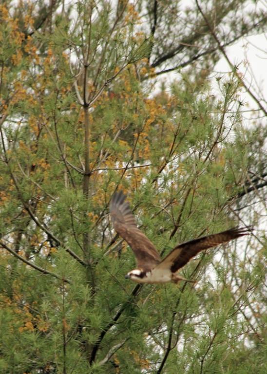 Name:  osprey_4-23-12.jpg
Views: 898
Size:  88.5 KB