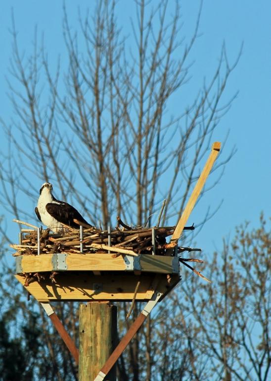 Name:  laconia_osprey_on_new_nest_4-26-12.jpg
Views: 837
Size:  66.9 KB