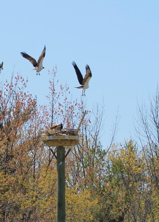 Name:  osprey_unwanted_visitor_4-29-12.jpg
Views: 714
Size:  72.0 KB