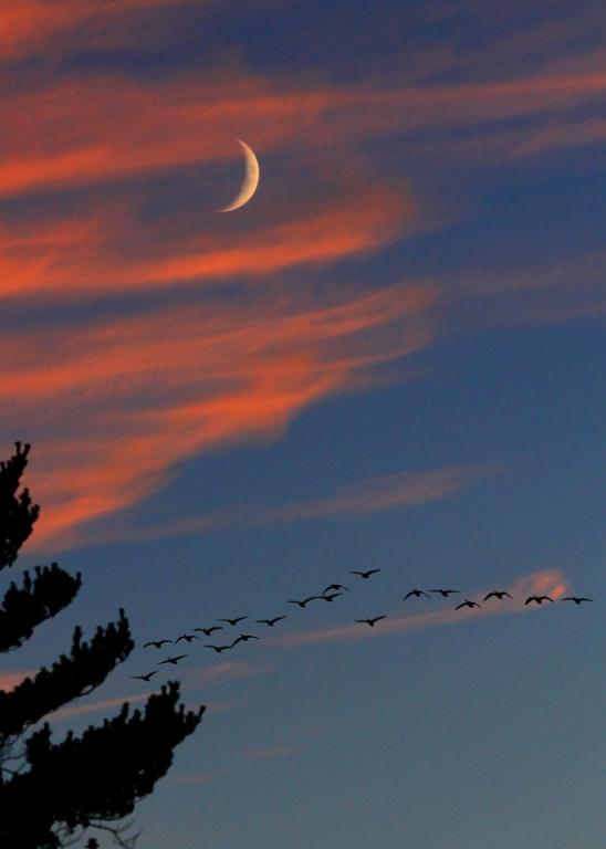 Name:  sunset_9-19-12_moon_geese_1.jpg
Views: 880
Size:  24.8 KB