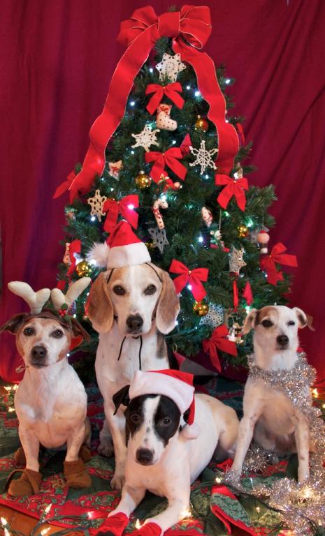 Name:  Doggie Christmas 2011 - 2.jpg
Views: 5325
Size:  63.6 KB